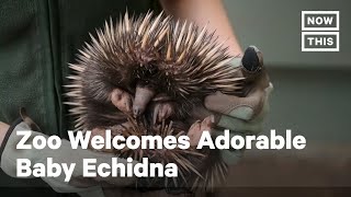 Echidna Puggle Born at Sydney’s Taronga Zoo Shorts [upl. by Einal919]