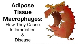 Adipose Tissue Macrophages How They Cause Inflammation and Disease [upl. by Gierk]