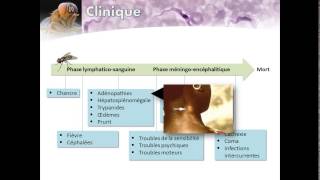 Trypanosomiase humaine africaine Maladie du Sommeil [upl. by Norabal292]