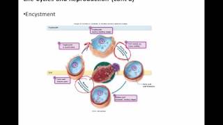 Chapter 4 part 2 Protozoa and Helminths [upl. by Arded]