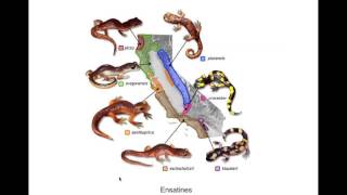 Chapitre 3 Biodiversité résultat et étape de lévolution 2nde SVT [upl. by Erapsag]