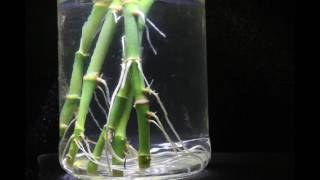 Lucky BambooDracaena Sanderiana water rooting time lapse [upl. by Yruama281]