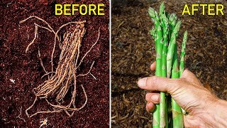 How to Grow Asparagus Complete Growing Guide [upl. by Hausner]