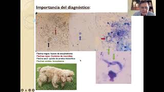 VET116quotACquotANALISIS COPROLÓGICOINTERPRETACIÓNEXAMEN COPROLÓGICO DR JAIME GUZMÁN PATOLCLÍNICA [upl. by Akinyt]