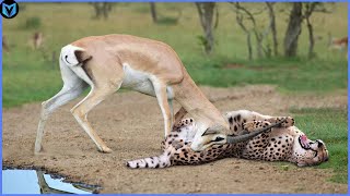 5 Incredible Moments When Prey Crush Predators With Their Horns [upl. by Gonta]