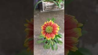 Beautiful flower gaillardia in the garden love photography song youtube [upl. by Fransen]