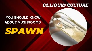 Mushroom Liquid Culture A Complete Guide [upl. by Orella]