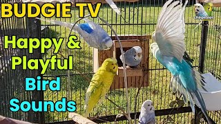 Budgie TV  Happy Active Playful Budgie Sounds Help your bird sing [upl. by Balliett]