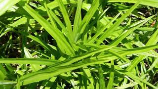 How to Plant Pandanus in Pot With Easy For Beginners [upl. by Khai556]