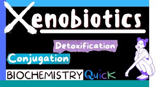 Xenobiotics  Metabolism of Xenobiotics  Detoxification  Conjugation  Biochemistry MBBS 1st yr [upl. by Mcnutt]