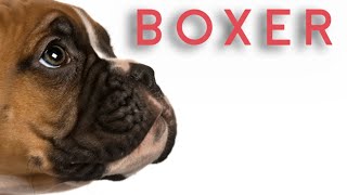 Boxer Dog  பாக்ஸர் நாய்கள்  Storyboard  தமிழ் [upl. by Sergius716]