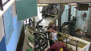 Salmon River Hatchery  Eggtake amp Fertilization Process [upl. by Adeehsar634]