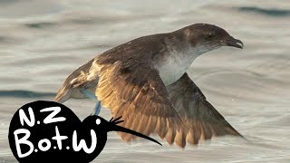 Common Diving petrel  New Zealand Bird of the Week [upl. by Salman]