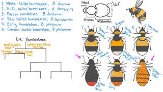 Dichotomous Keys Explained [upl. by Elam]