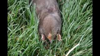 Got moles Here are several ways to control them in your lawn [upl. by Utas745]