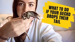 WHAT TO DO IF YOUR CRESTED GECKO DROPS IT’S TAIL Helpful tips  Handling [upl. by Carmena221]