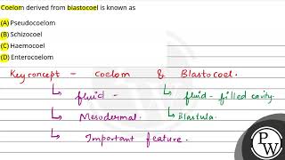 Coelom derived from blastocoel is known as [upl. by Arlie651]