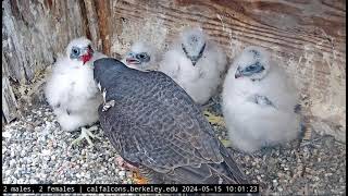 Cal Falcons UC Berkeley Sokoły  Archie amp Annie Karmienie po obrączkowaniu🐥🌹🍀🐥🌹🍀 🐥🌹🍀🐥🌹🍀 [upl. by Spanjian]