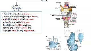 Anatomy of the Larynx  Dr Ahmed Farid [upl. by Furgeson]