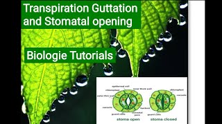 TRANSPIRATION AND STOMATAL OPENINGPLANT PHYSIOLOGY CSIRNET JRF LIFESCIENCE BiologieTutorials [upl. by Lapo]