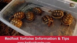 Redfoot Tortoise Hatchling Care Tutorial [upl. by Lister482]