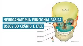 Resumo da anatomia dos ossos do crânio e face Neuroanatomia Funcional Básica [upl. by Boylan]