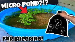 MINI POOL Pond For Breeding Platy Fish [upl. by Schreibman]