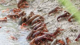 Red Swamp Crayfish AKA Crawfish exiting crawfish pond being drained St Landry Parish Louisiana [upl. by Niven251]