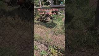 Wingham Wildlife Park [upl. by Roinuj]