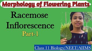 Racemose Inflorescence Part1Types of Racemose InflorescenceMorphology of Flowering PlantClass 11 [upl. by Nelhsa517]