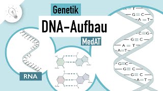 DNA Aufbau  Genetik  MedAT  Biologie [upl. by Redmund]