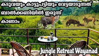 Jungle Retreat Wayanad കടുവയും കാട്ടുപട്ടിയും വേട്ടയാടുന്നത് കാണാംforest stay in wayanad wildlife [upl. by Hobie]