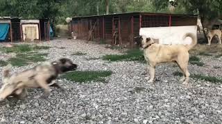 Kangal vs Malaklı [upl. by Honor]