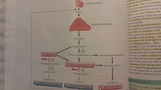 Adrenogenital Syndromes  SPECIAL PATHOLOGY [upl. by Raseda556]