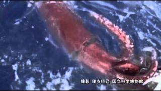 Raw First Ever Video of Giant Squid in Deep Sea [upl. by Shermie]