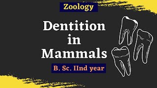 Dentition In Mammals  B Sc 2nd year  Zoology [upl. by Weston]