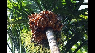 Betel Nut  Areca Nut  Complete Process [upl. by Mccarty931]