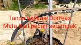 Cara mudah membuat pecah mata bad pohon anggur tanpa Dormex [upl. by Walling]