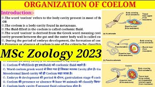 Organization Of Coelom  MSc 1st Semester Zoology  Types of Coelom  Coelomate amp Pseudocoelomate [upl. by Franek624]