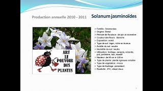 Solanum jasminoÏde plante annuelle [upl. by Assilat]