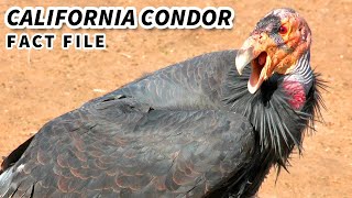 California Condor Facts RAREST BIRD in AMERICA  Animal Fact Files [upl. by Teressa]