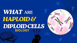 What are Haploid and Diploid Cells [upl. by Cirtap605]