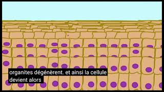 Le renouvellement cellulaire source  AP1 keratinization in epidermis [upl. by Merri]