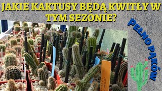 Spacer po kolekcji sprawdzam jakie kaktusy zakwitną w tym sezonie 🕵️‍♂️🌵🌼 [upl. by Ennaehr134]