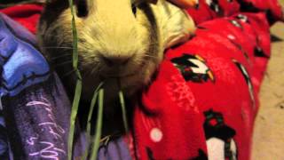 Butter Pecan My Sweet Guinea Pig Out For Lap Time [upl. by Englebert]