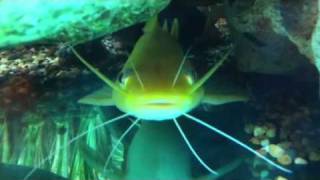 Bagarus catfish from lake malawi in Africa by Paul talbot [upl. by Raseda]