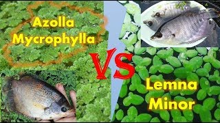 Perbandingan amp Ulasan Lengkap Azolla Mycrophylla dan Lemna Minor Duckweed [upl. by Thar]