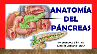 🥇 Anatomía del PÁNCREAS y los CONDUCTOS PANCREÁTICOS Fácil Rápido y Sencillo [upl. by Ij]