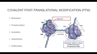 Histone Post Translational Modifications [upl. by Argella]