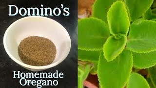 HOMEMADE OREGANO DOMINOS JAISA SWAD  HOW TO MAKE OREGANO AT HOME [upl. by Stacie]